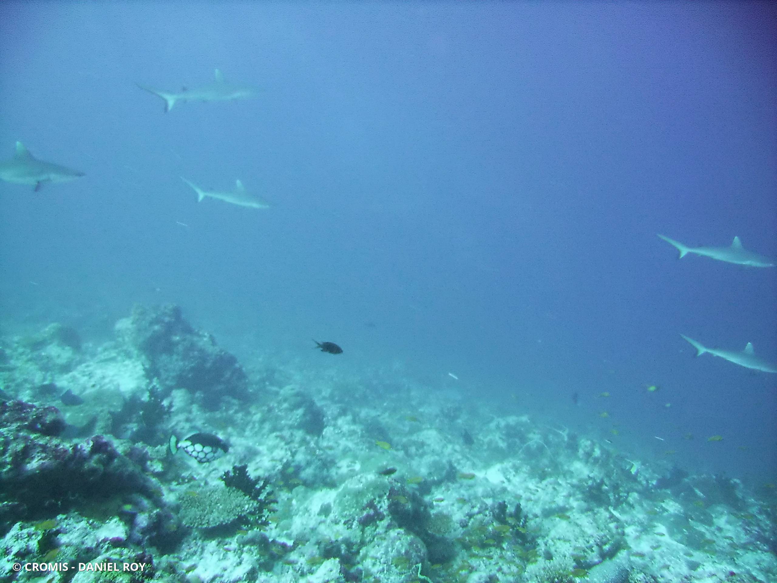 Requin gris de récif
