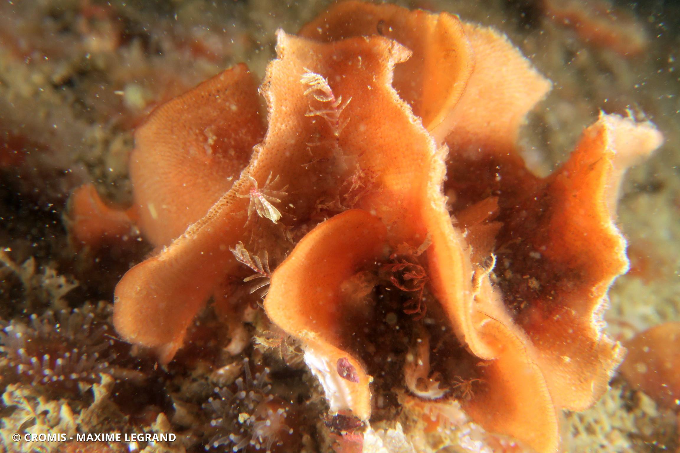 Rose de mer atlantique
