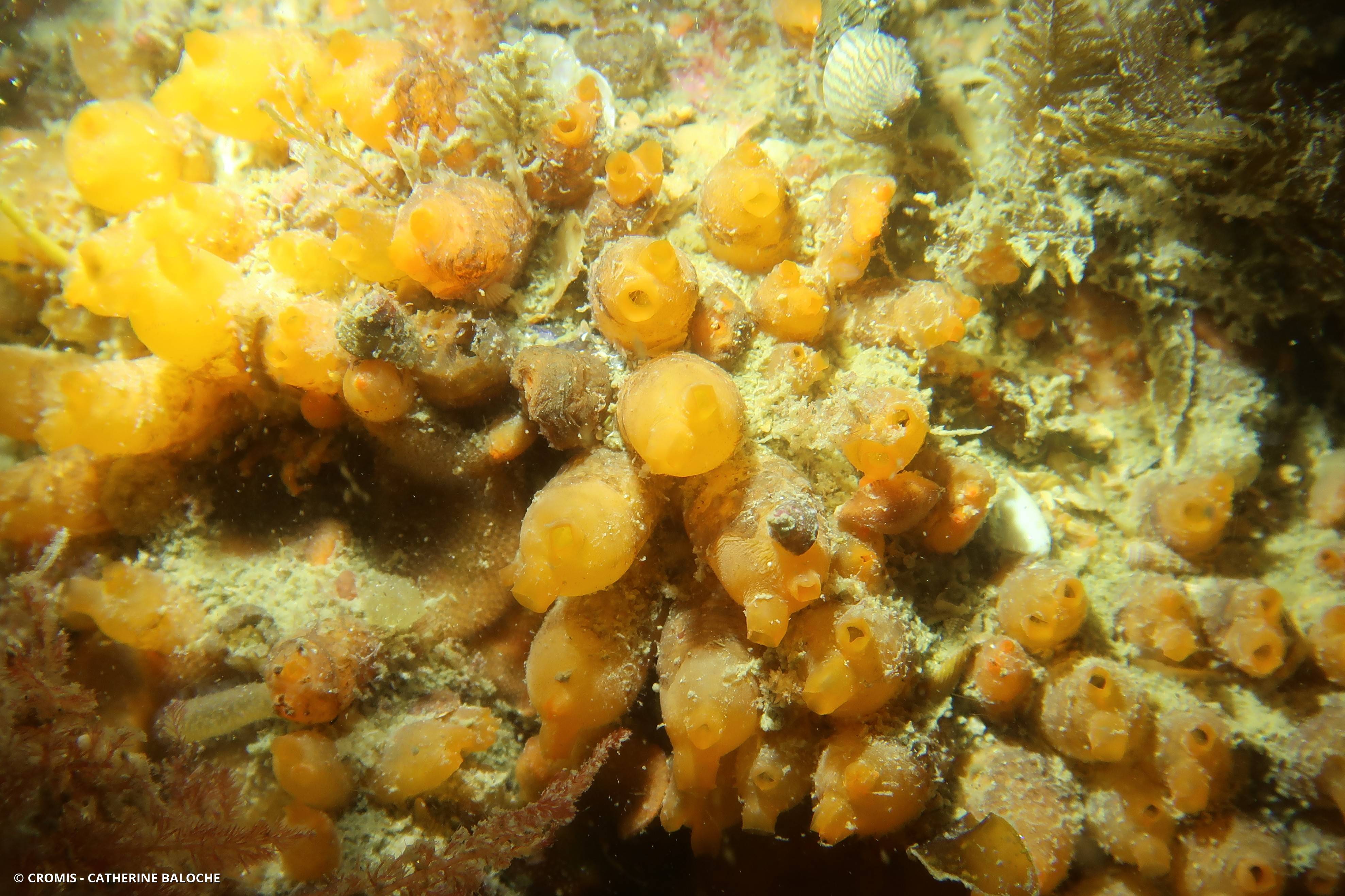 Mirabelle de mer