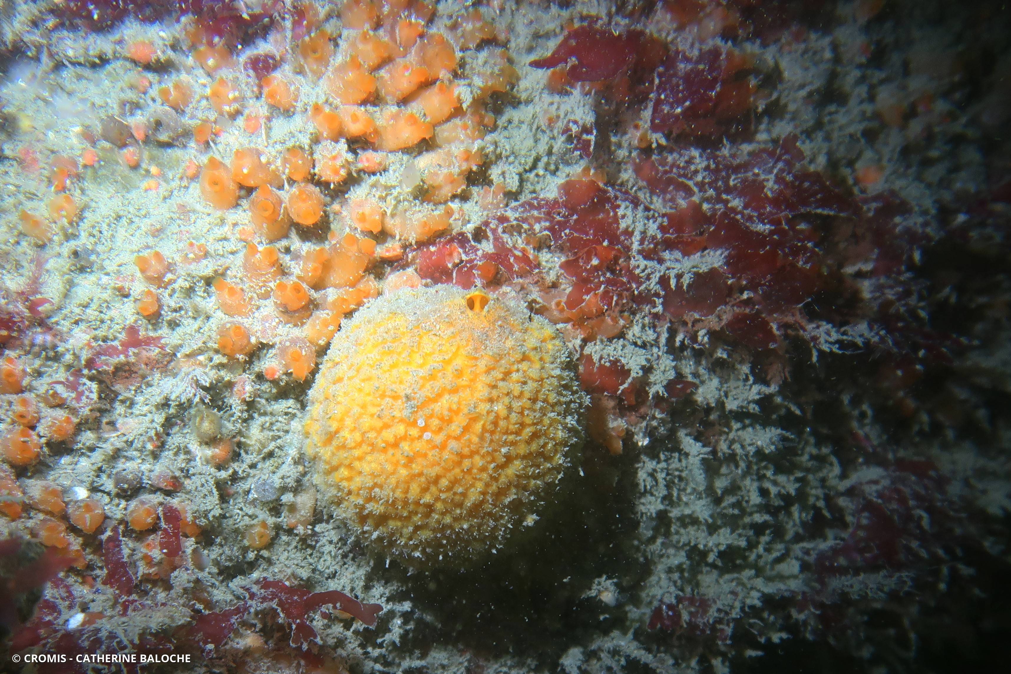 Orange de mer de Manche Atlantique