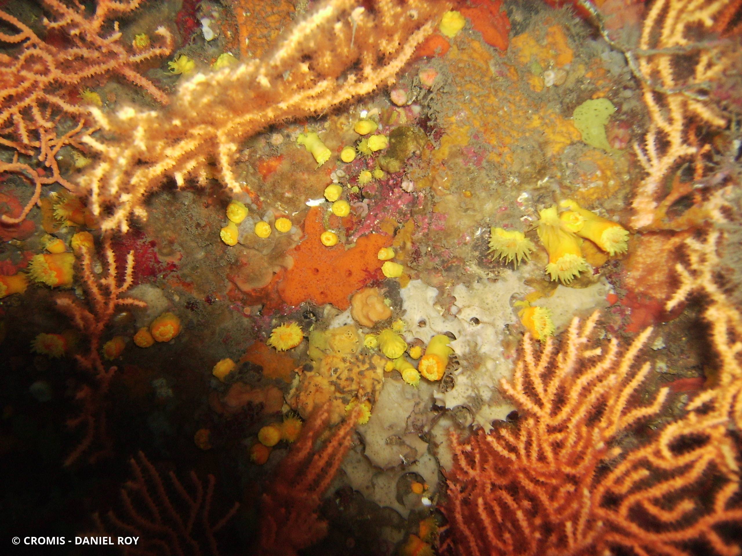 Corail jaune solitaire