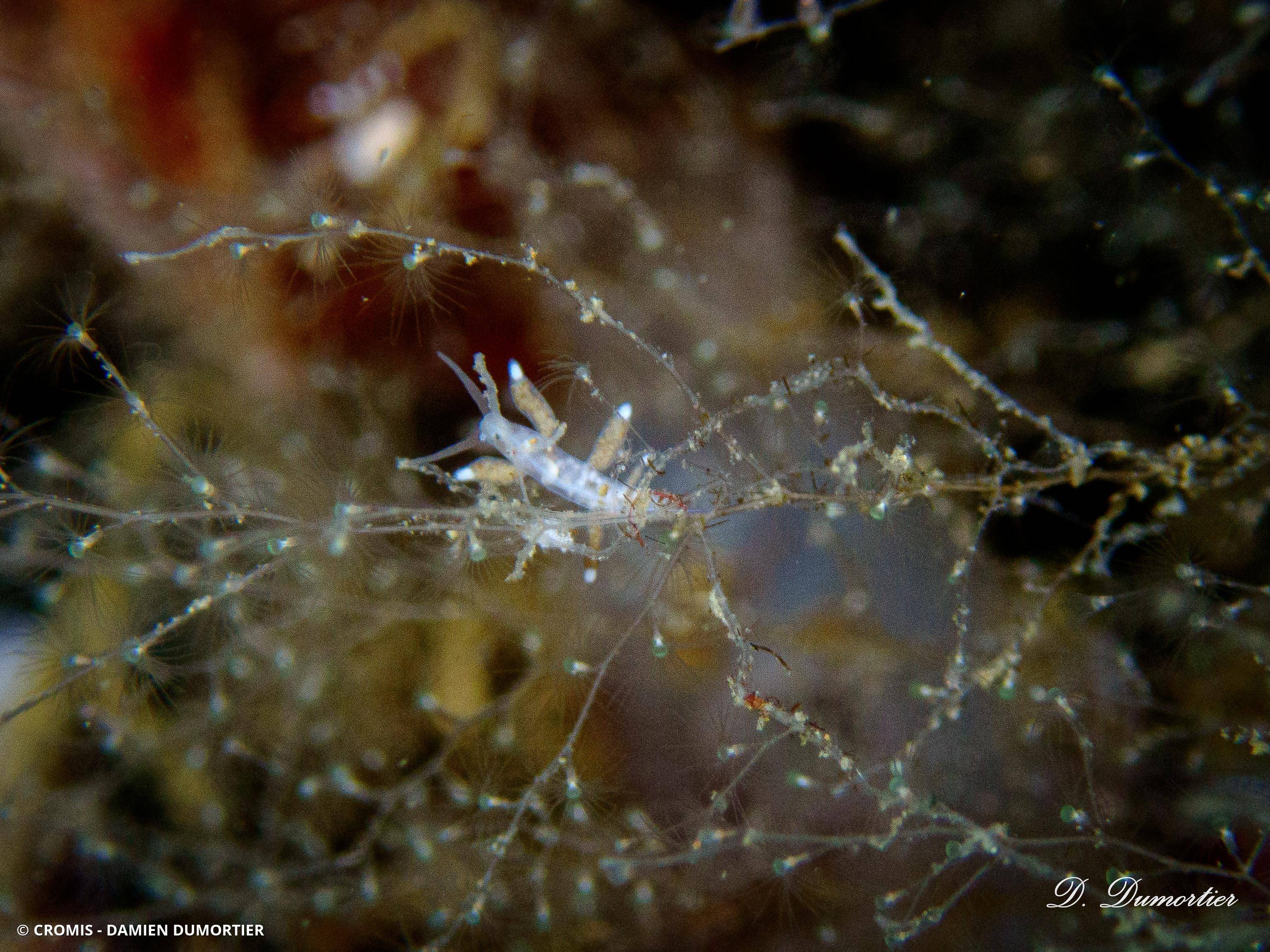 Tergipe furtif