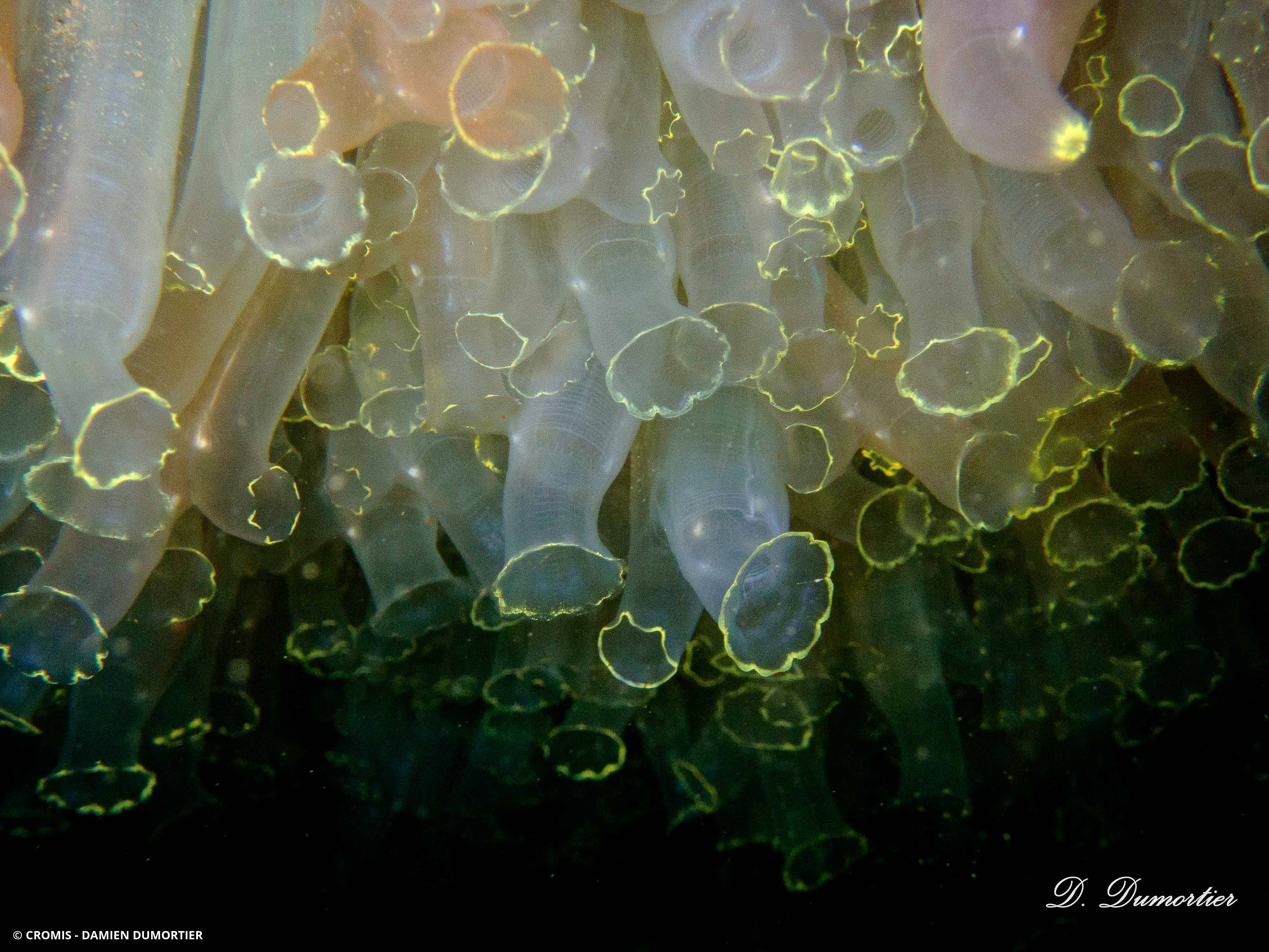 Cione intestinale