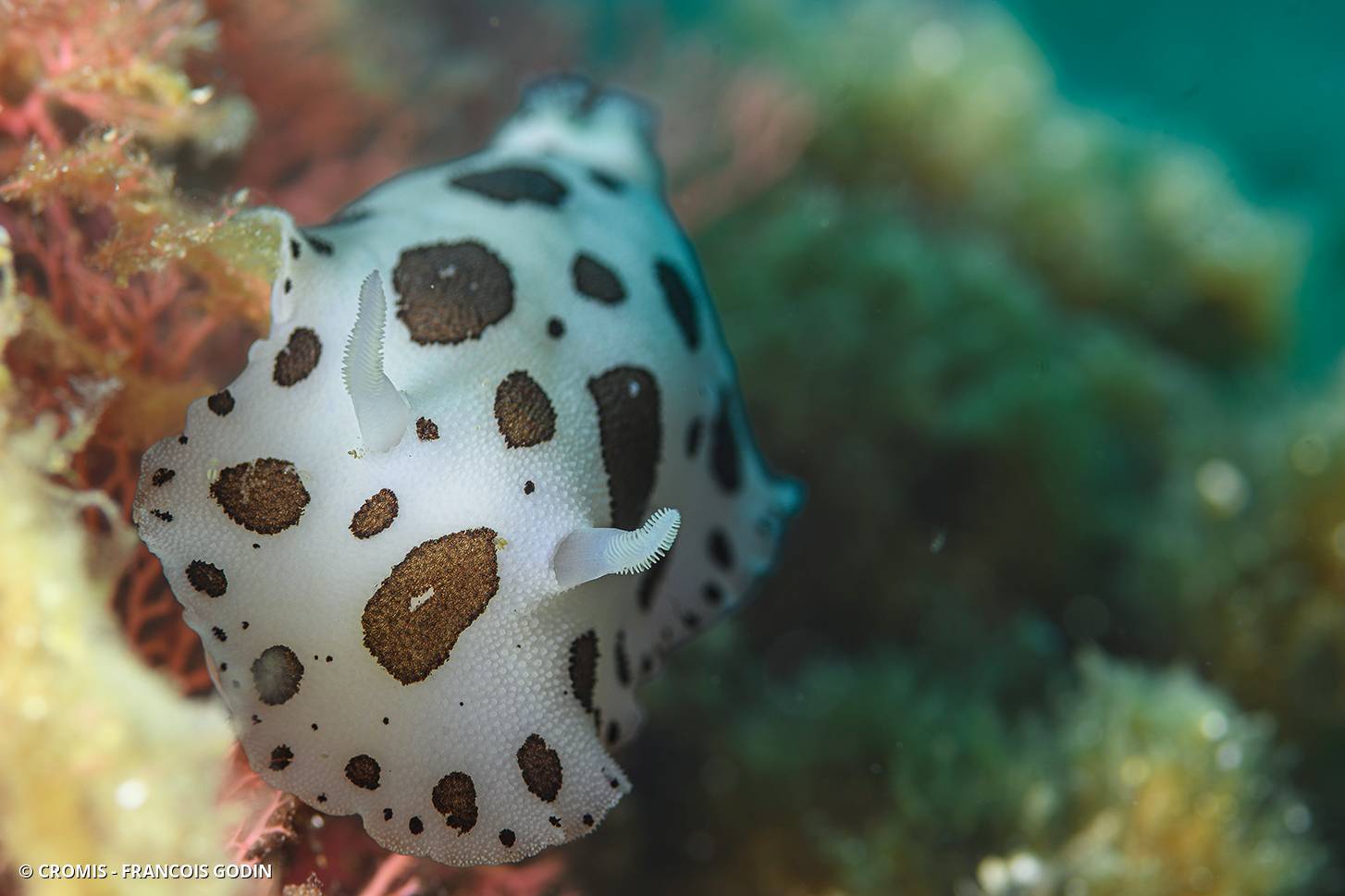 Doris dalmatienne