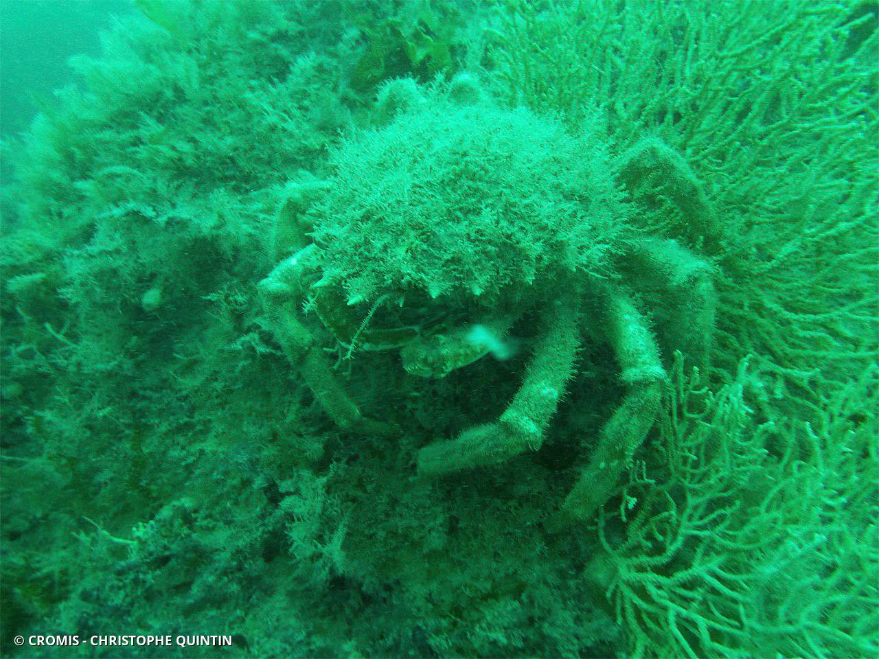 Araignée de mer Atlantique
