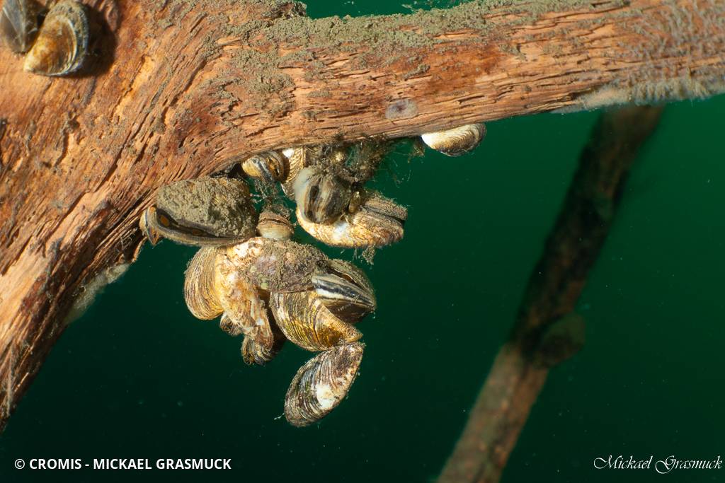 Moule quagga