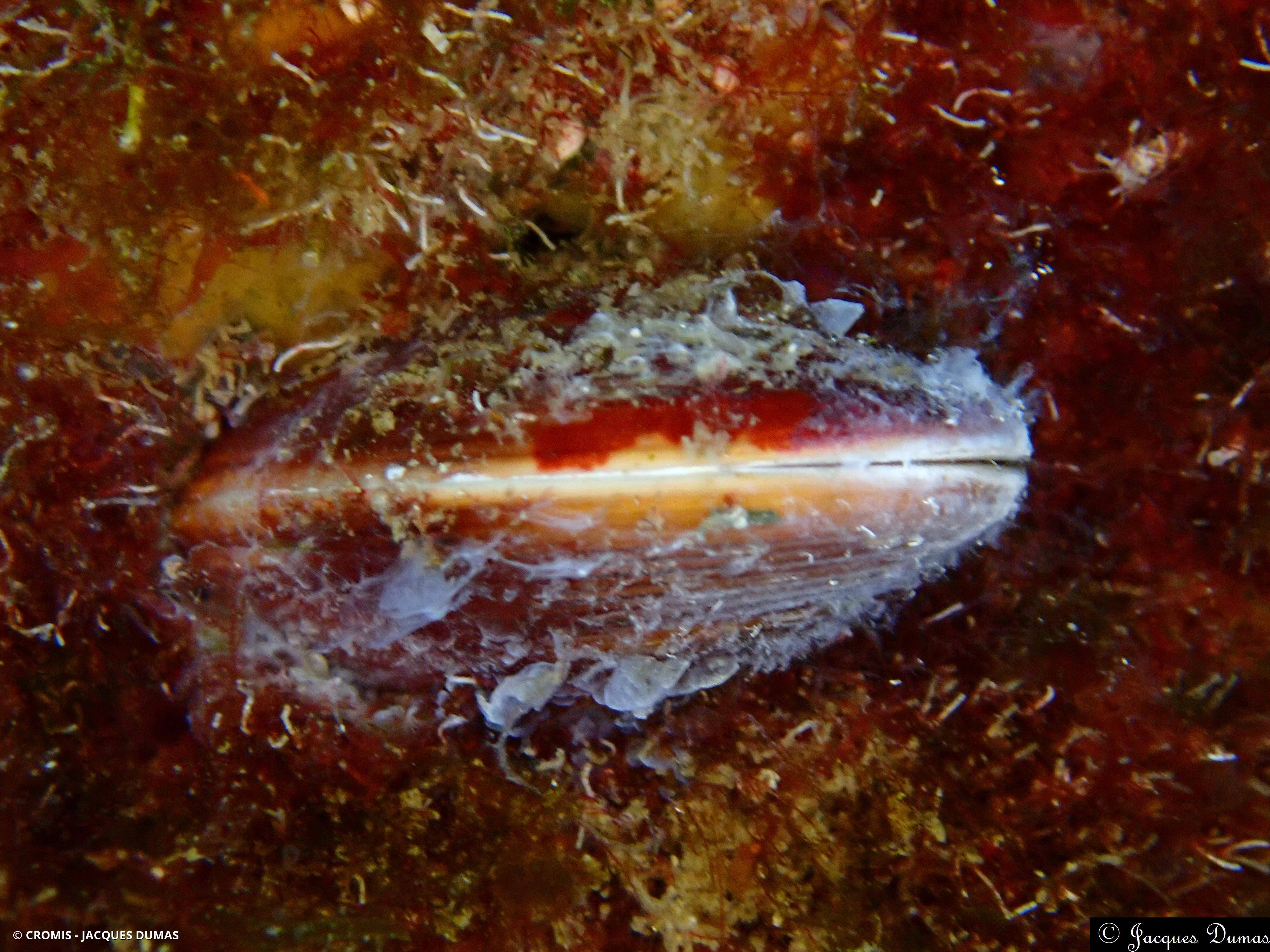 Datte de mer