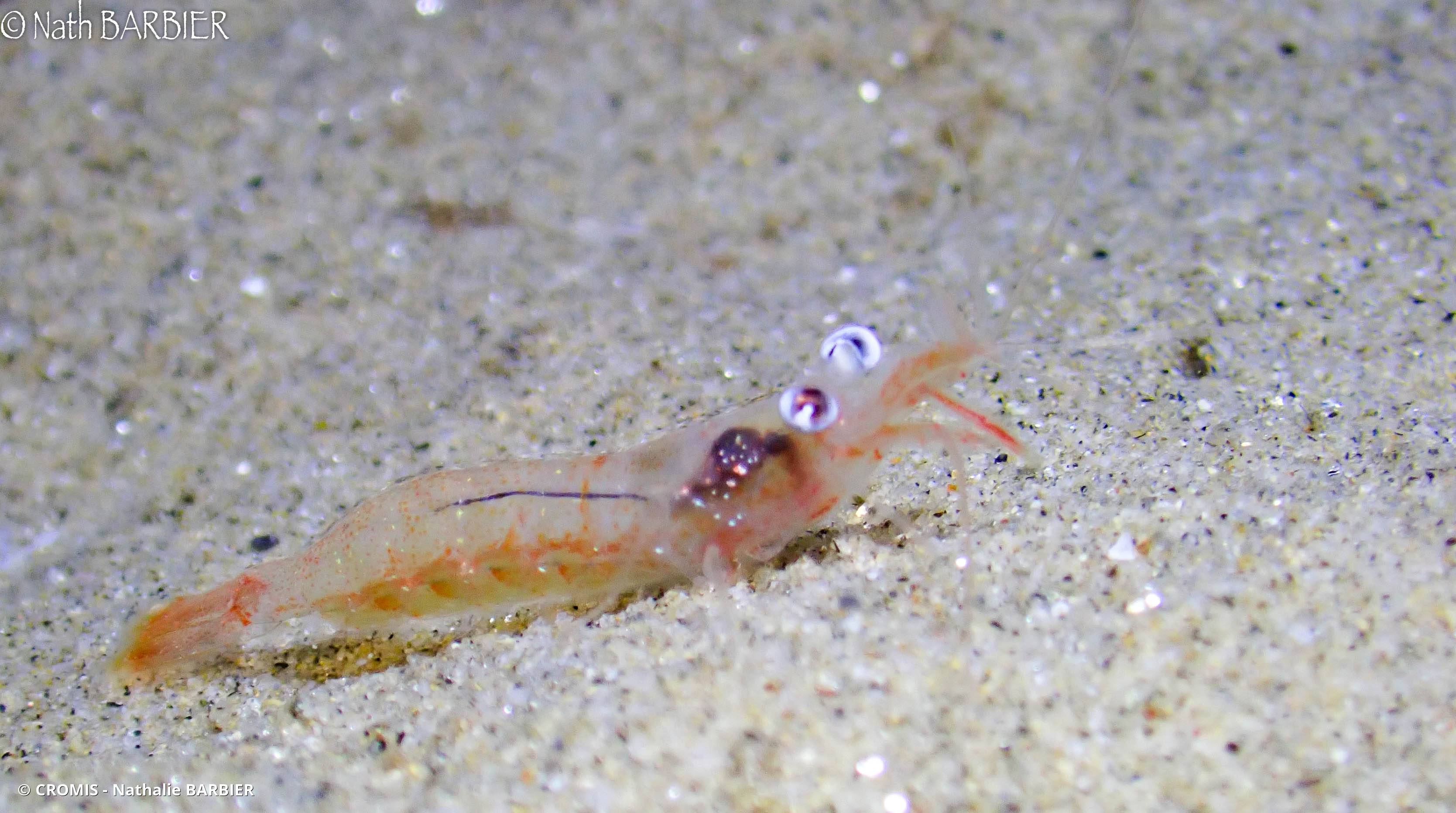 Crevette autruche à gros yeux