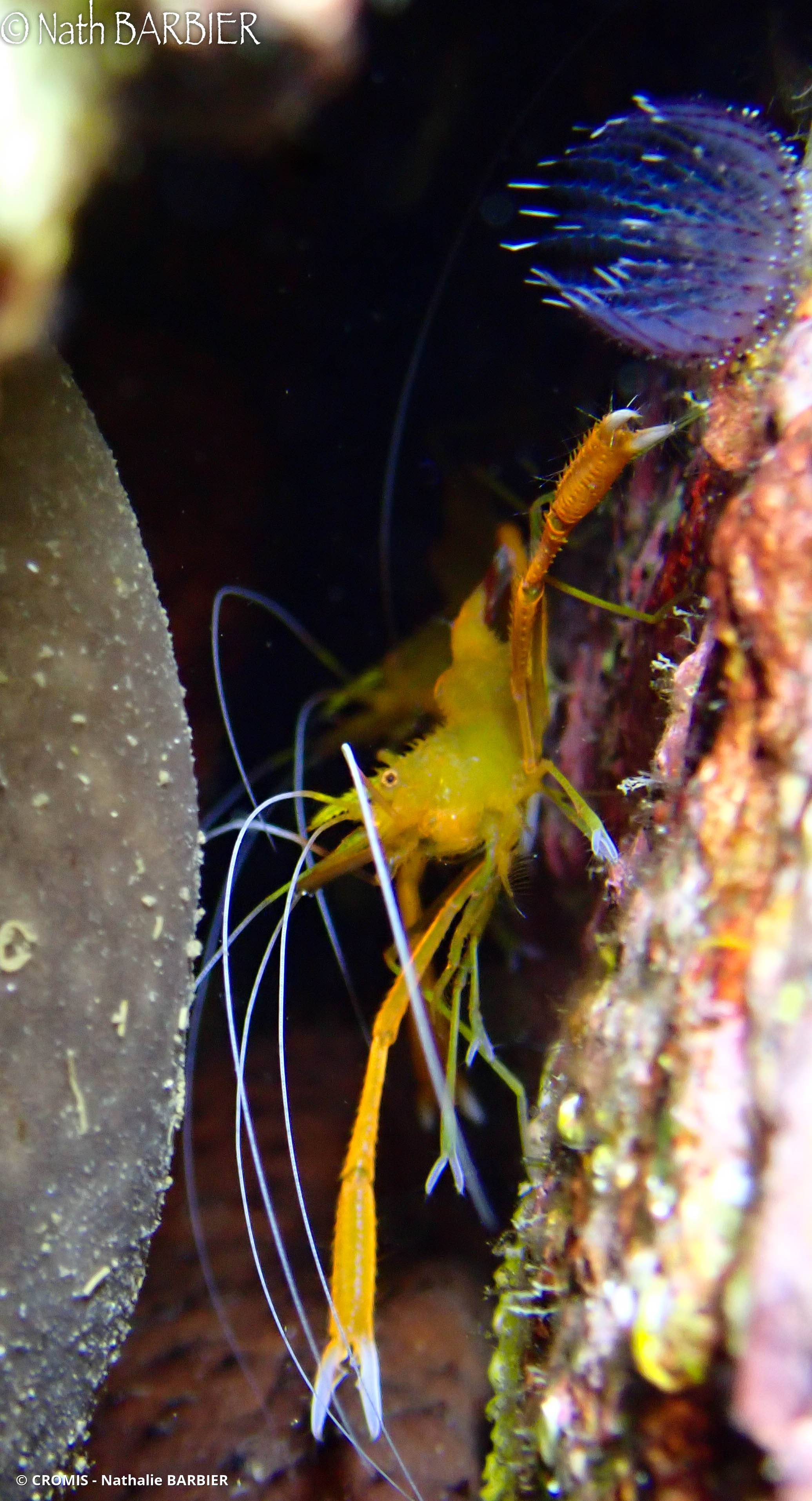 Crevette cavernicole jaune