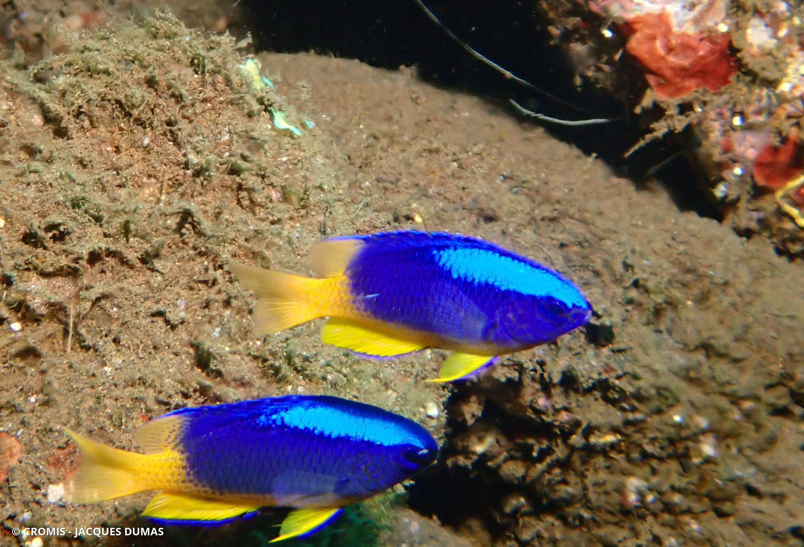 Demoiselle bleue et jaune