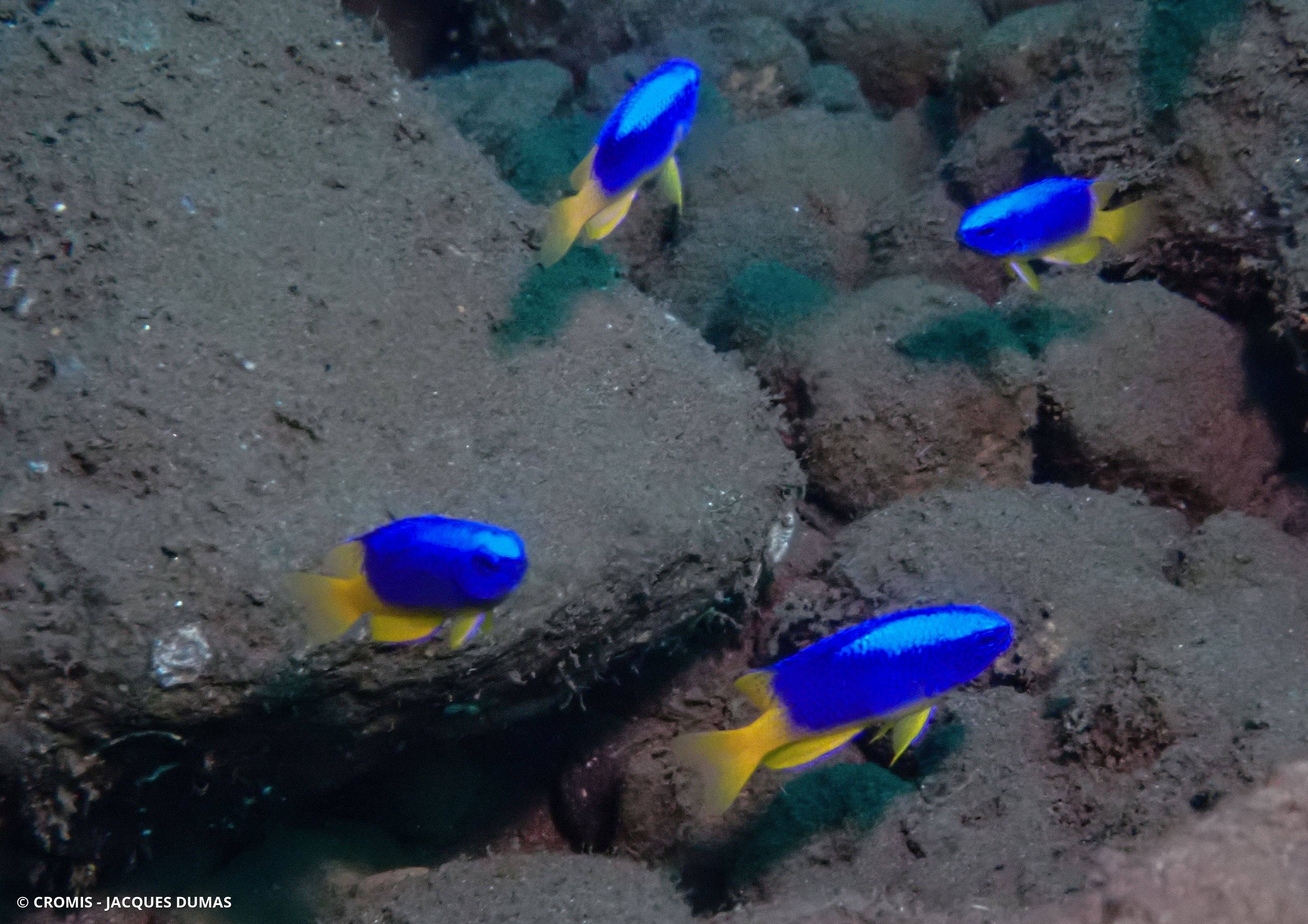 Demoiselle bleue et jaune