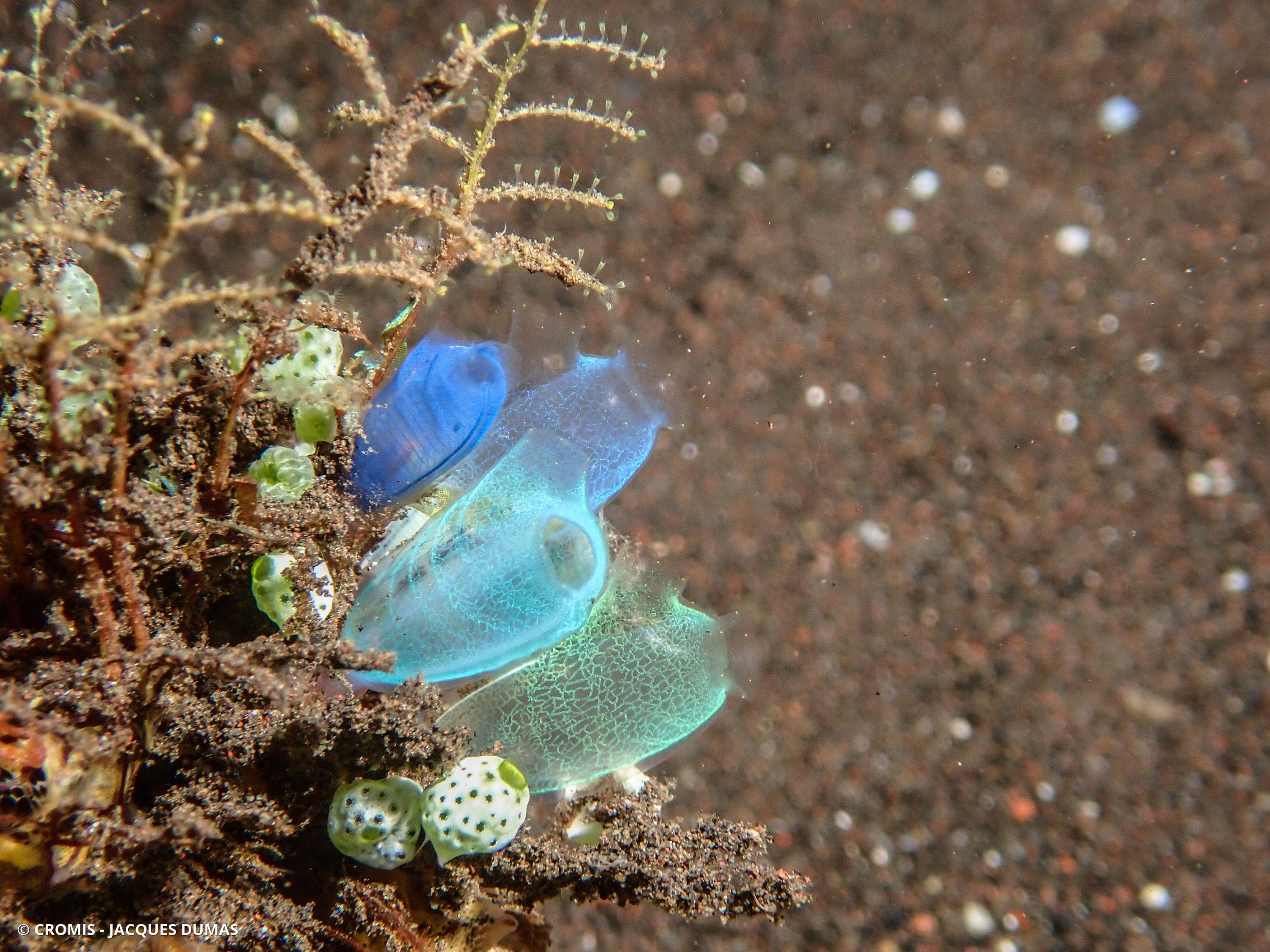 Ascidie translucide