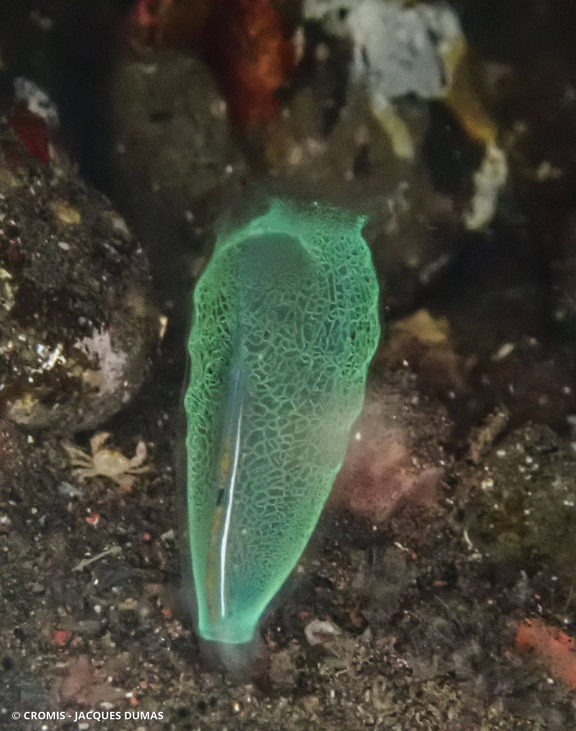 Ascidie translucide