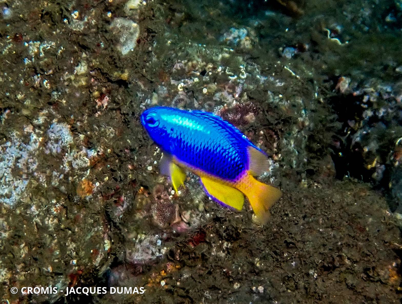 Demoiselle bleue et jaune