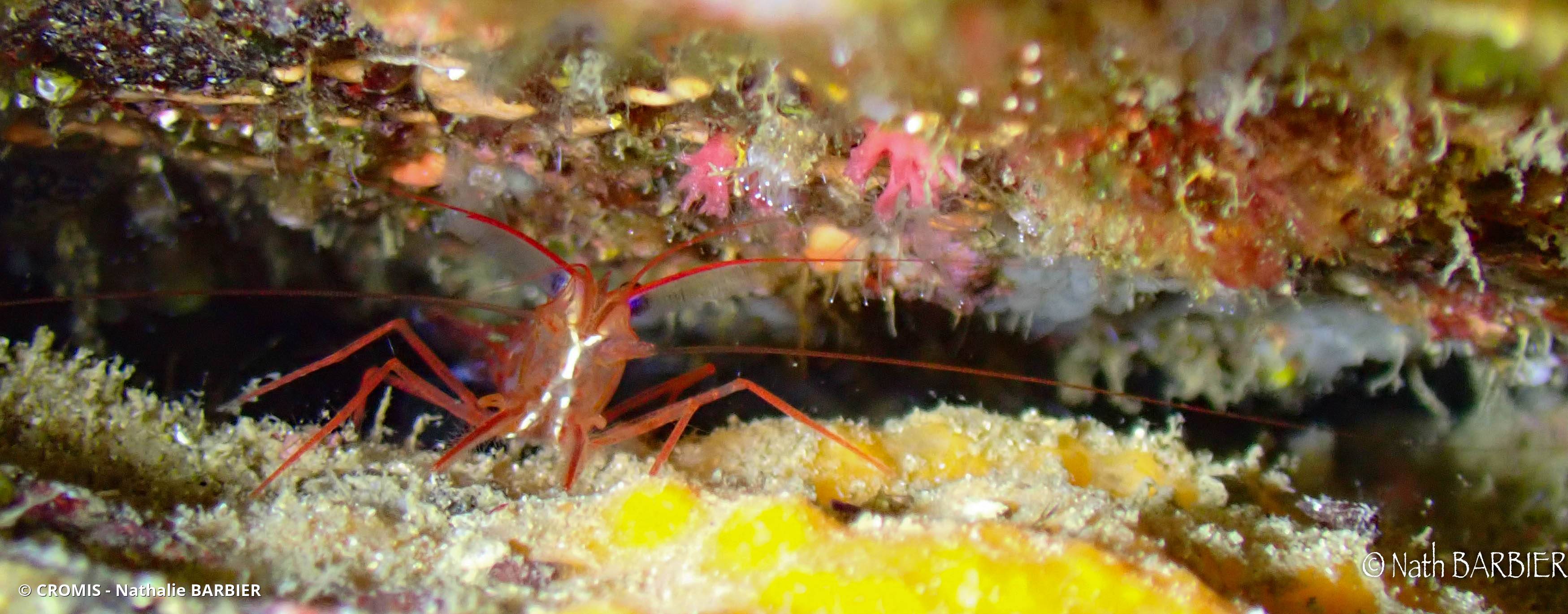 Crevette nettoyeuse rouge