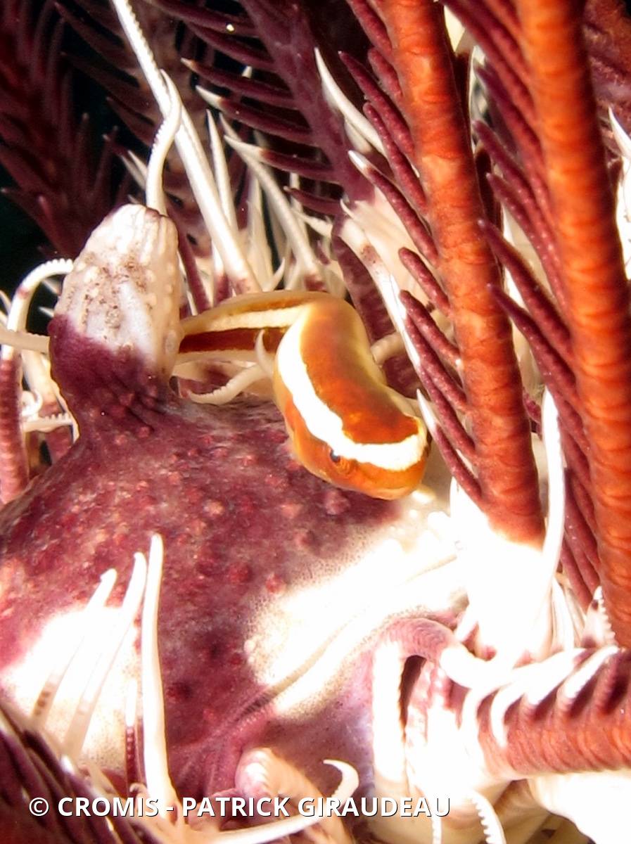 Poisson-crampon d'oursins
