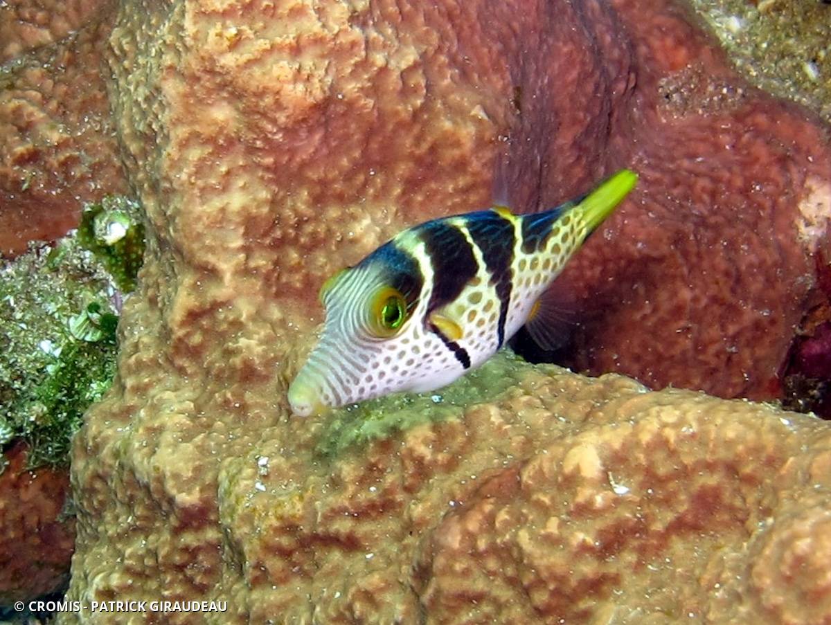 Canthigaster à selle noire
