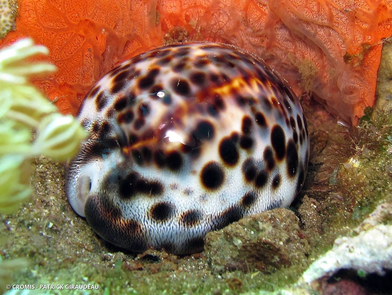 Porcelaine tigre
