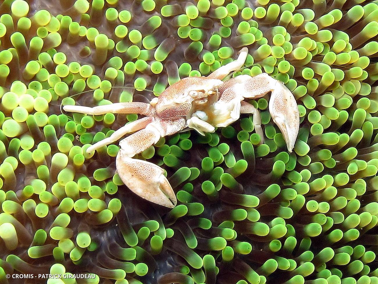 Crabe porcelaine