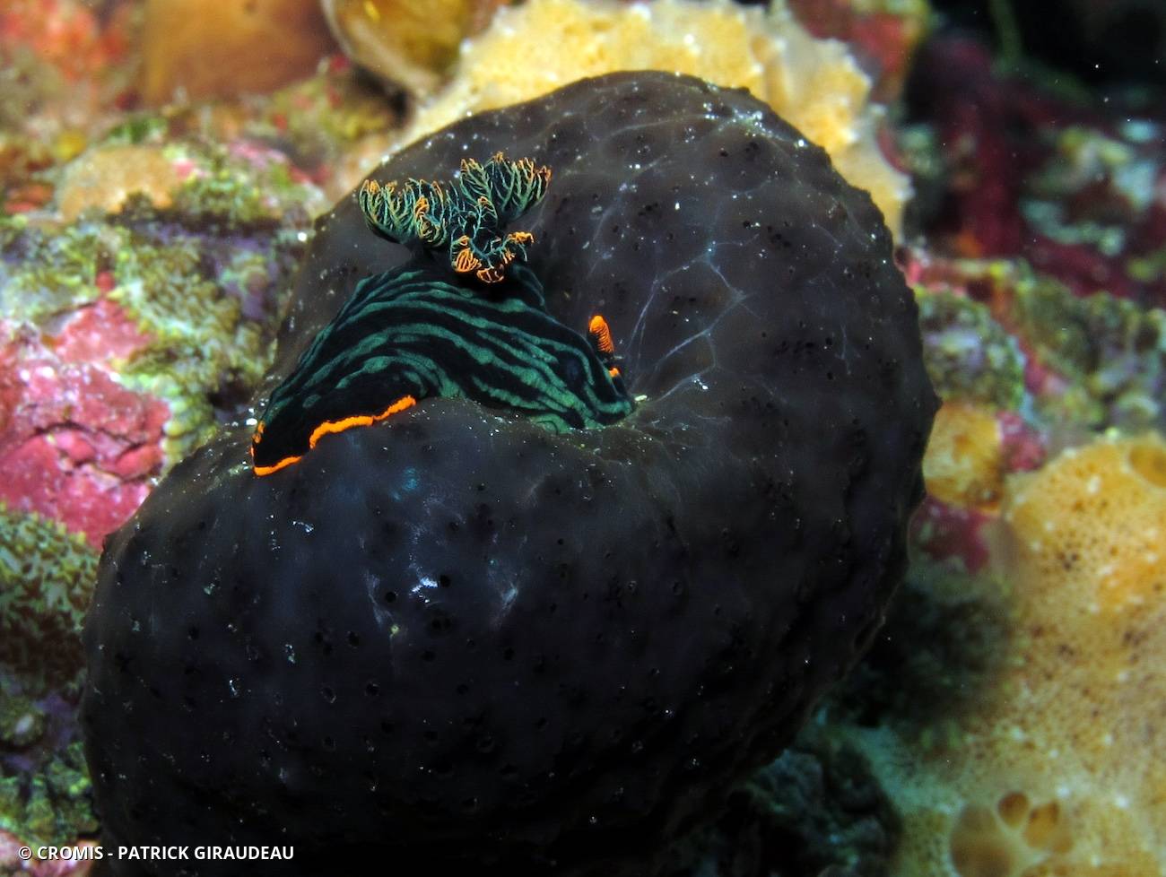 Nembrotha de Kubary