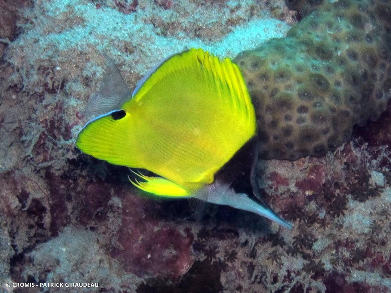 Poisson-pincette jaune