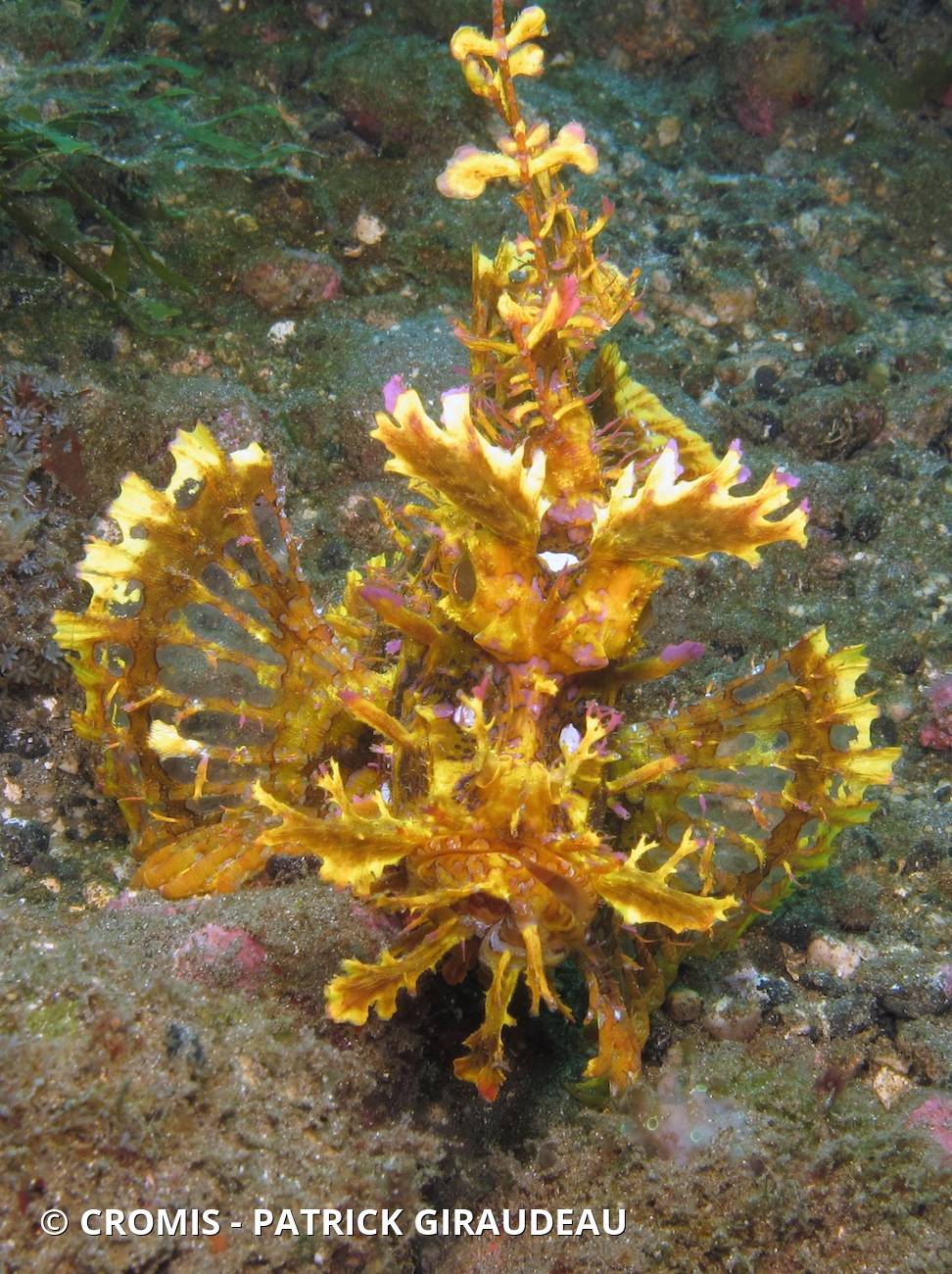 Poisson-scorpion feuillu