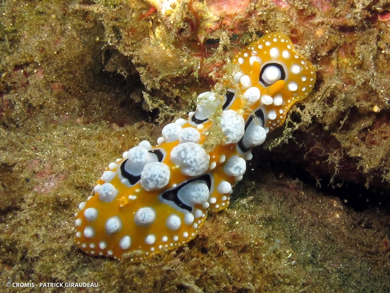 Phyllidie ocellée