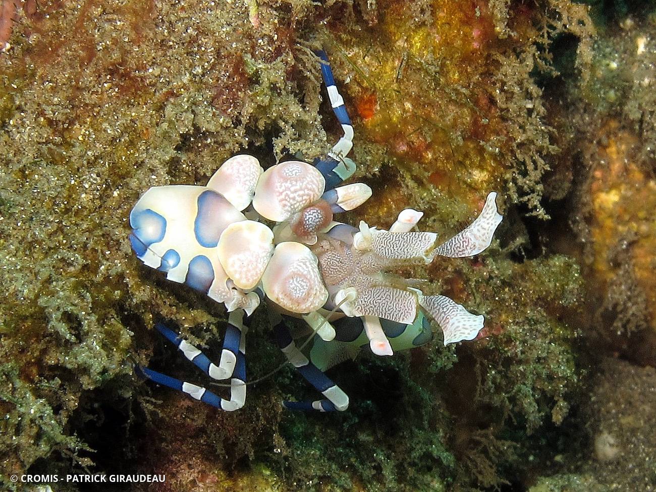 Crevette arlequin