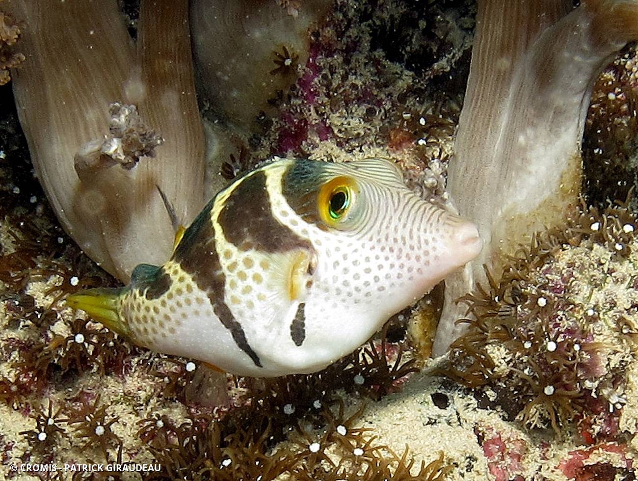 Canthigaster à selle noire