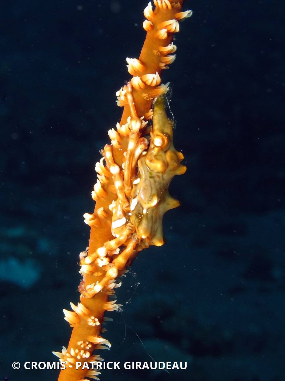 Xenocarcinus tuberculeux