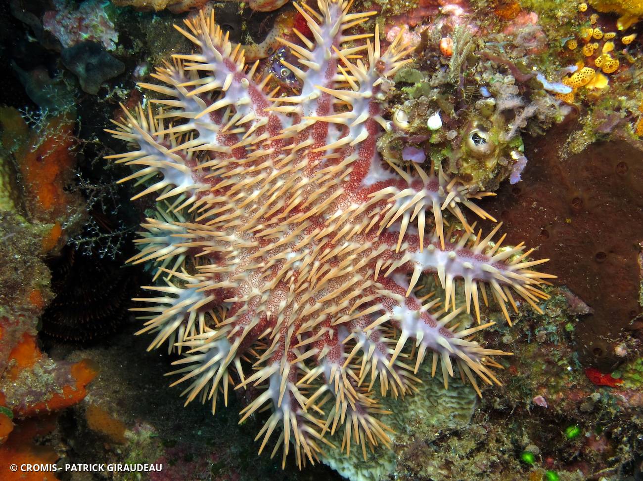 Couronne d’épines