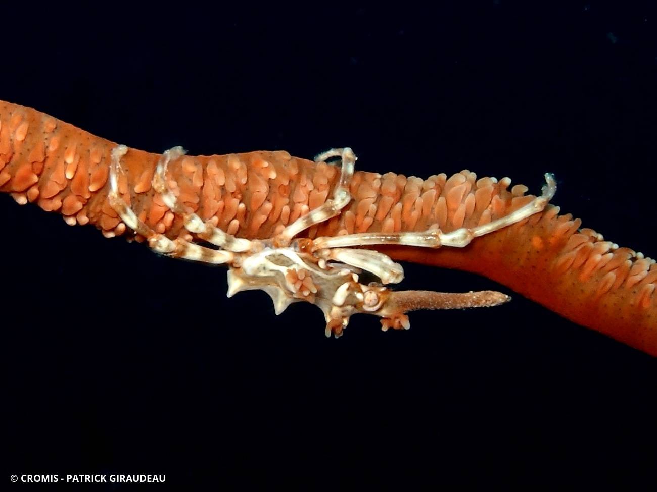 Xenocarcinus tuberculeux