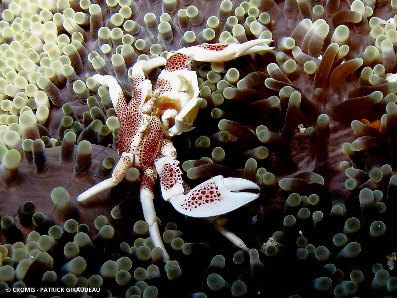Crabe porcelaine