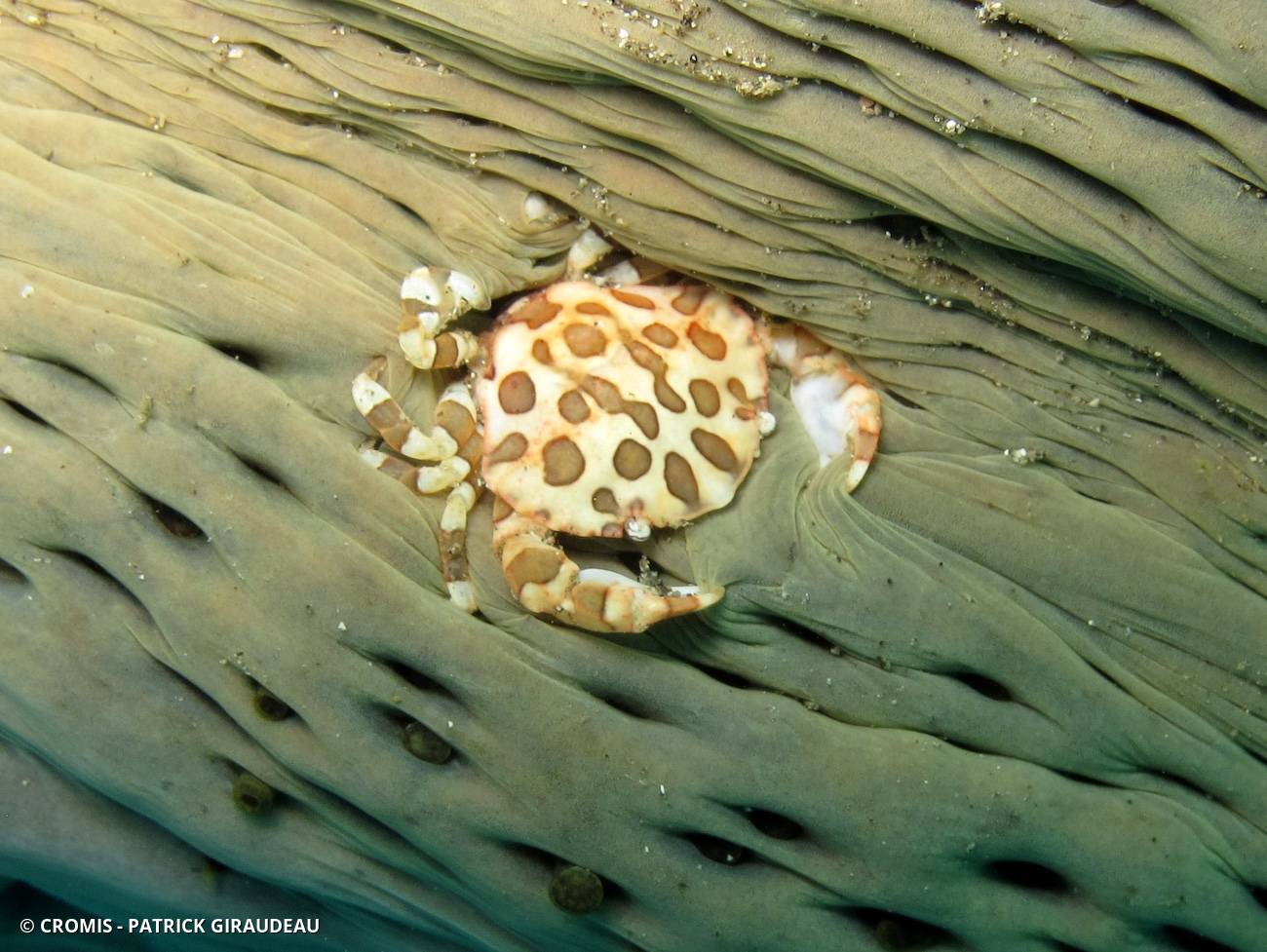 Crabe arlequin des holothuries