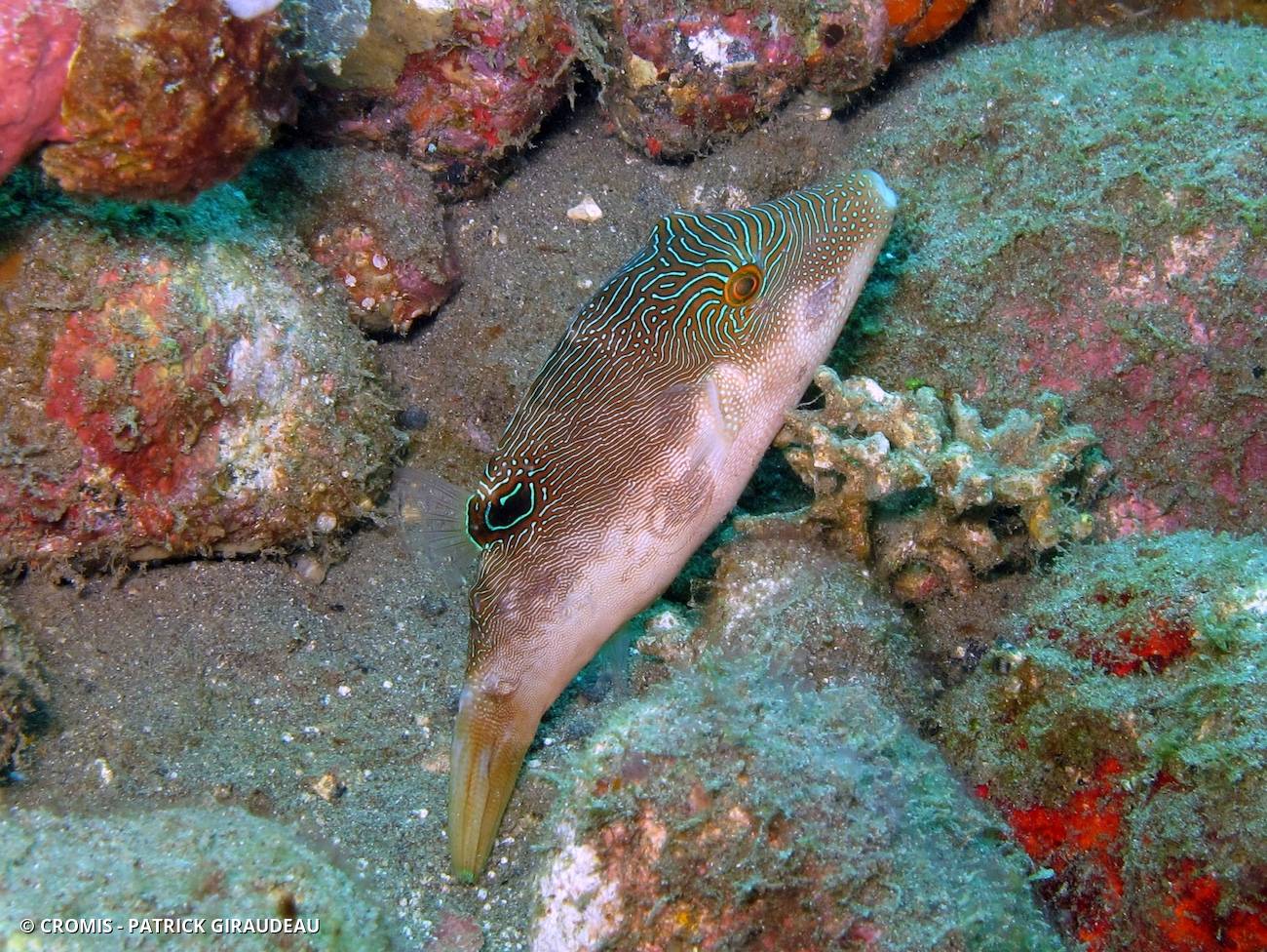 Canthigaster papou