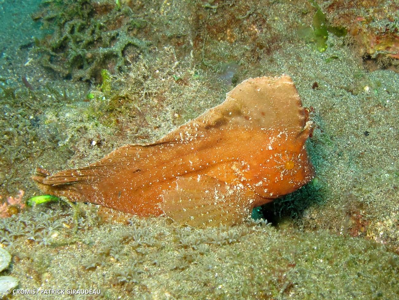 Poisson-guêpe cacatoès