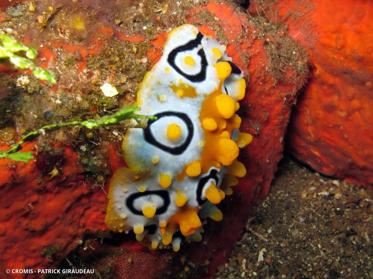 Phyllidie ocellée