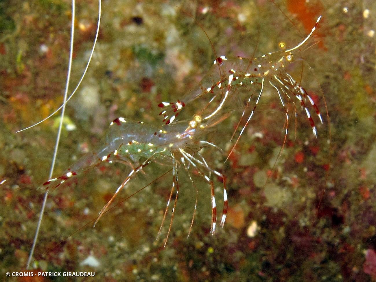 Crevette nettoyeuse de Bruun