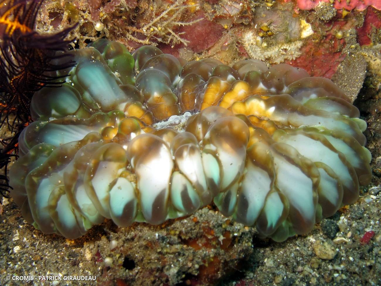 Corail à larmes