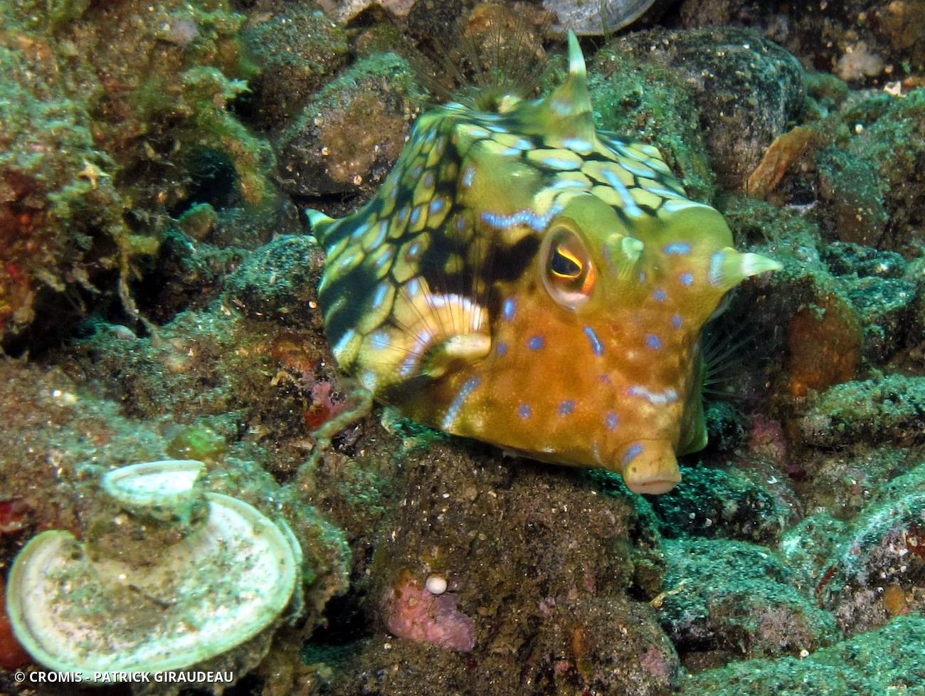 Poisson-vache à épine dorsale