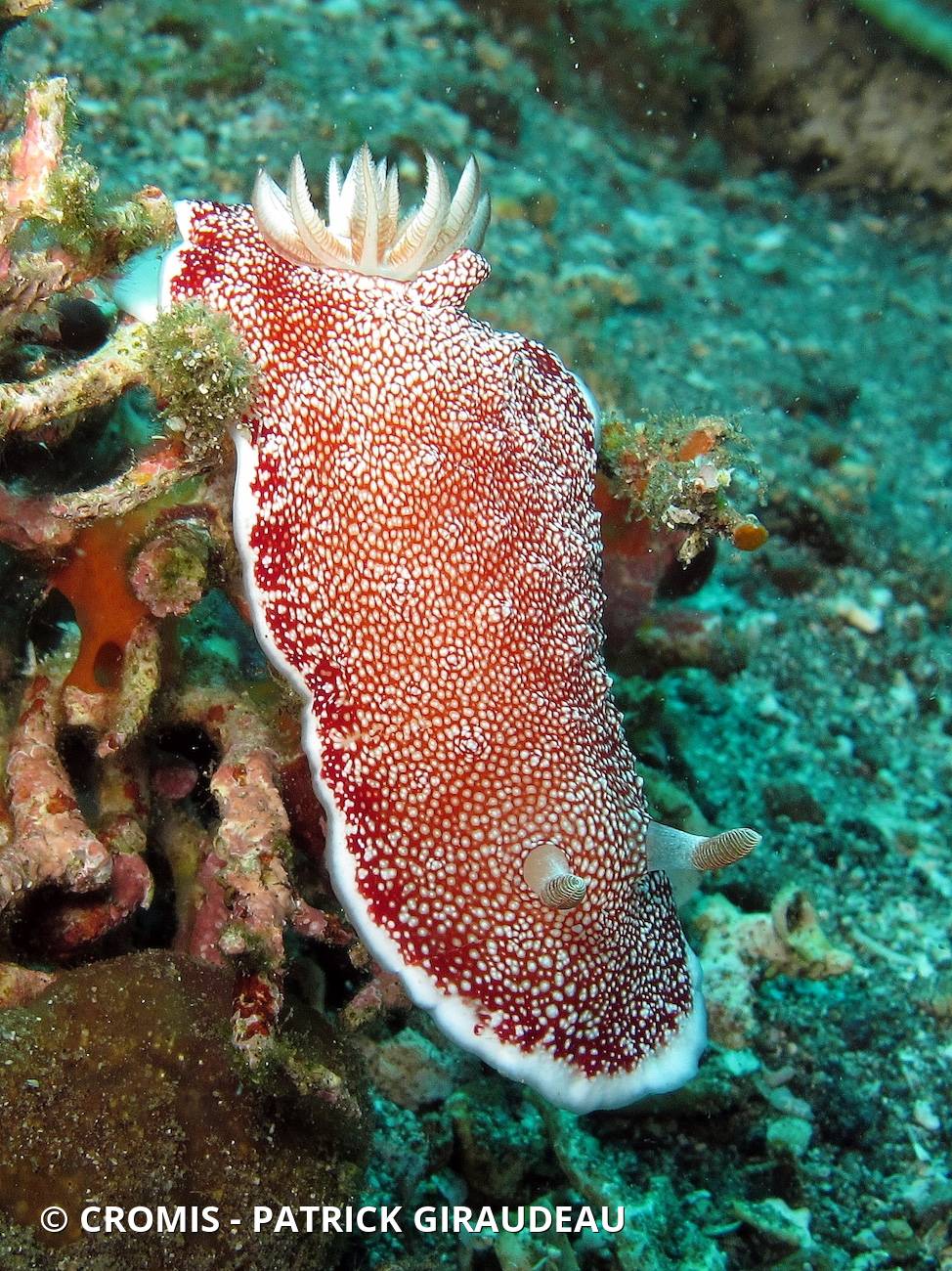 Chromodoris réticulée
