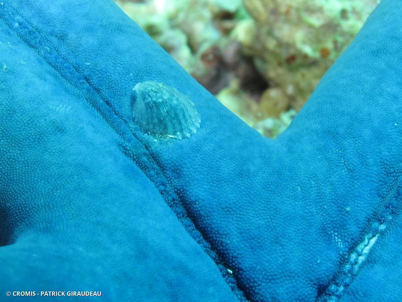 Thyca cristalline