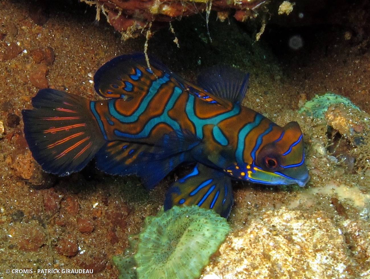 Poisson-mandarin