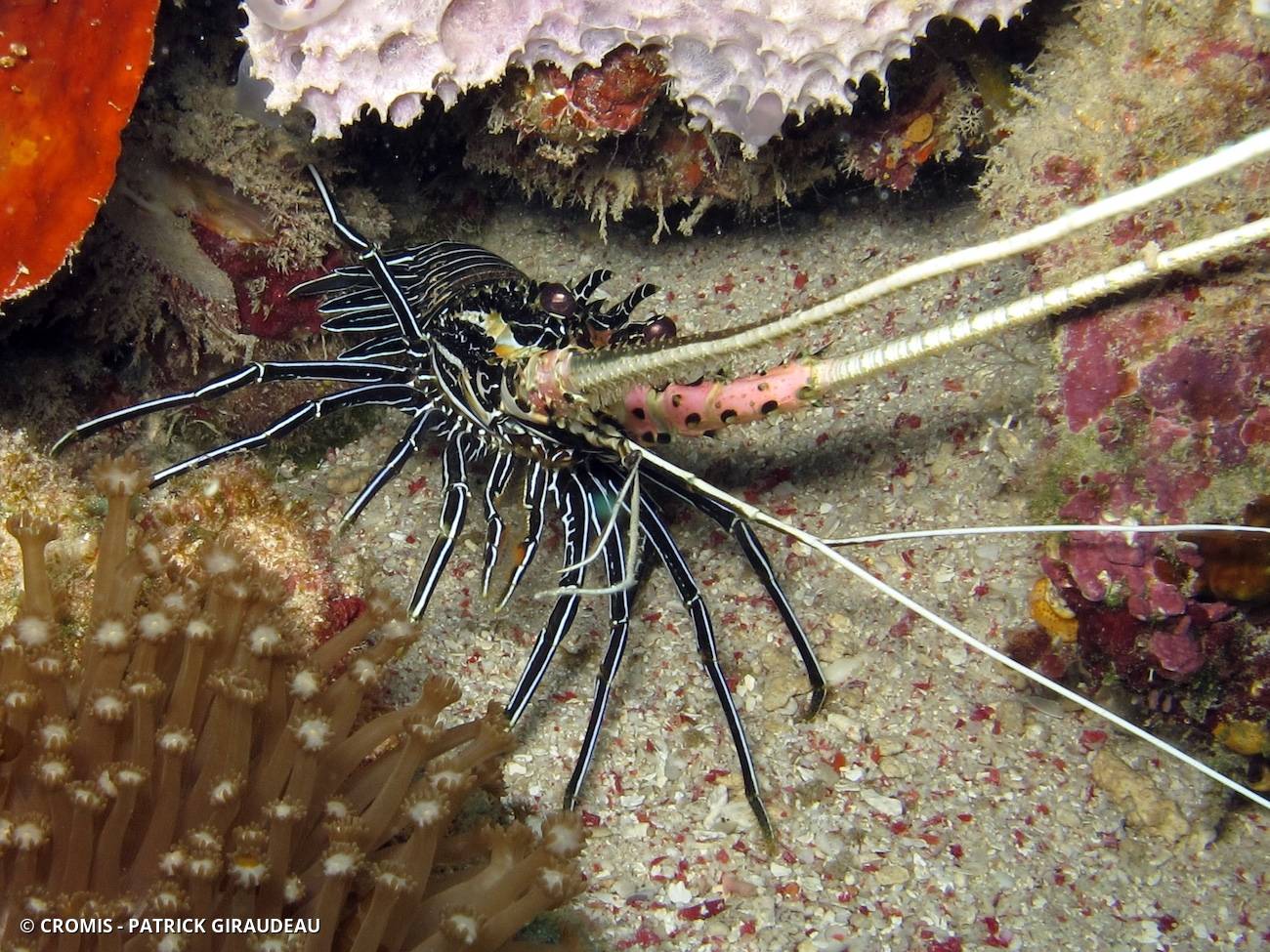 Langouste peinte