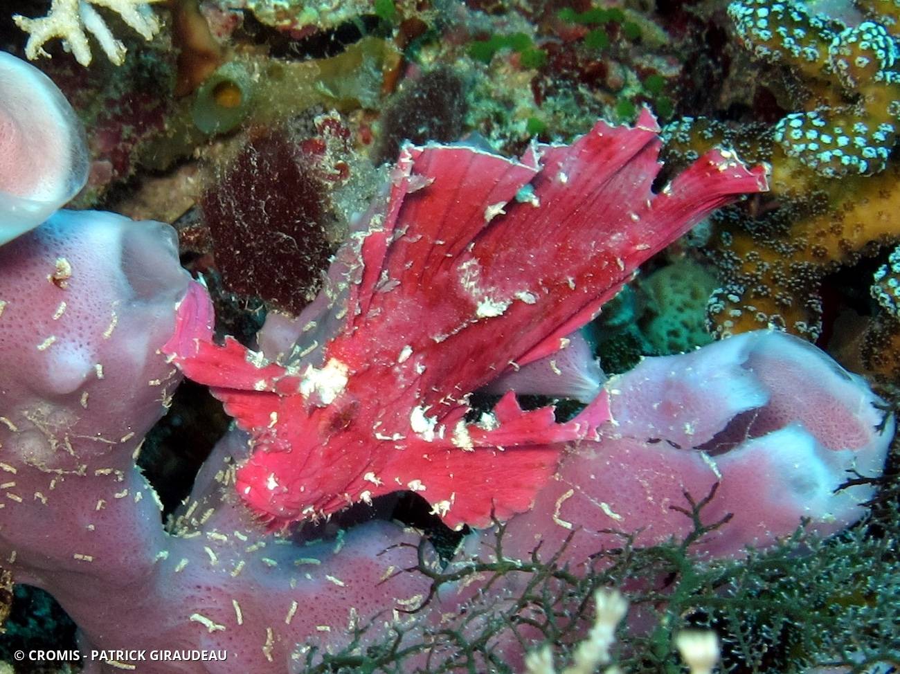 Poisson-scorpion feuille