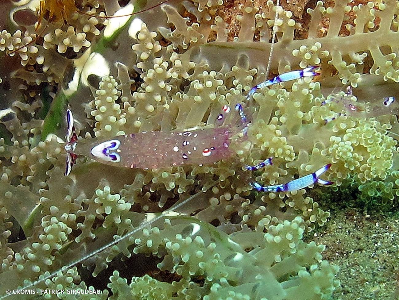 Crevette transparente à tache bleue