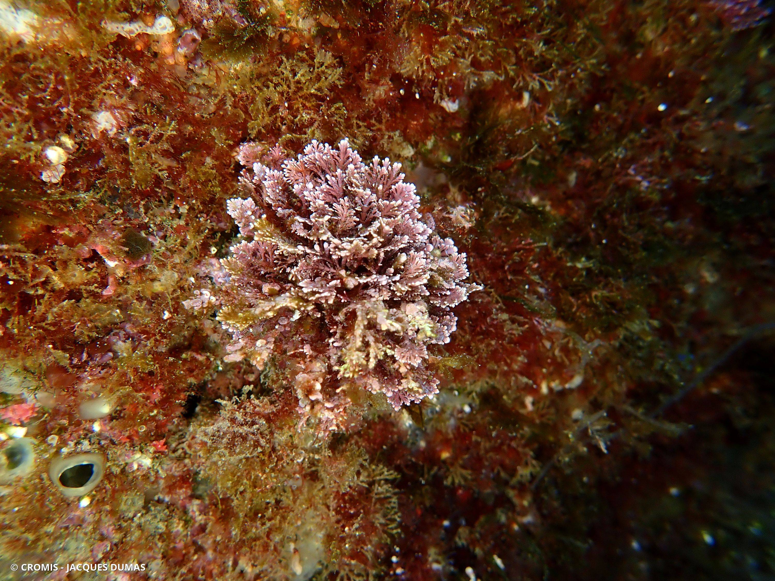 Coralline