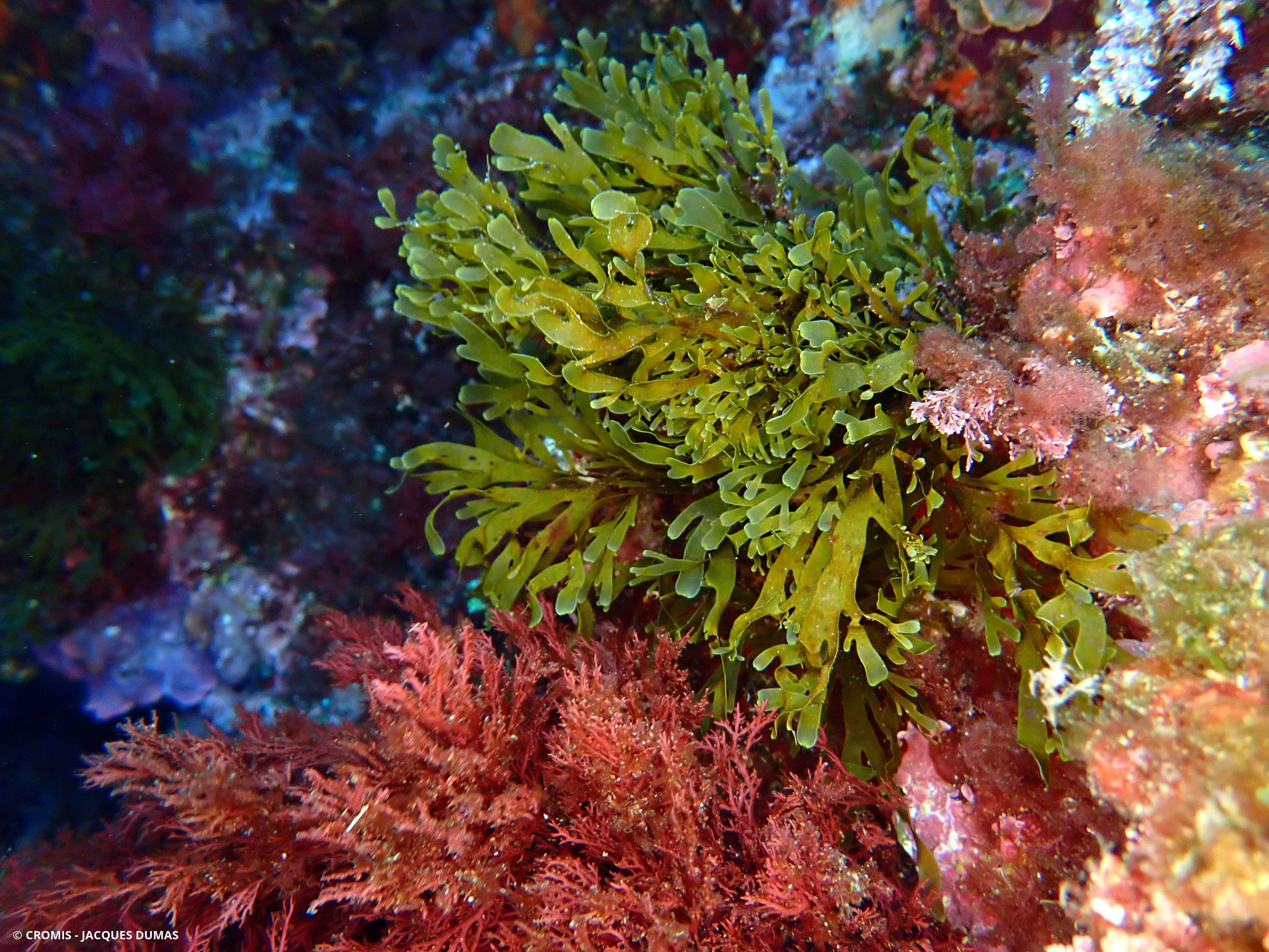 Dictyote d'Okamura
