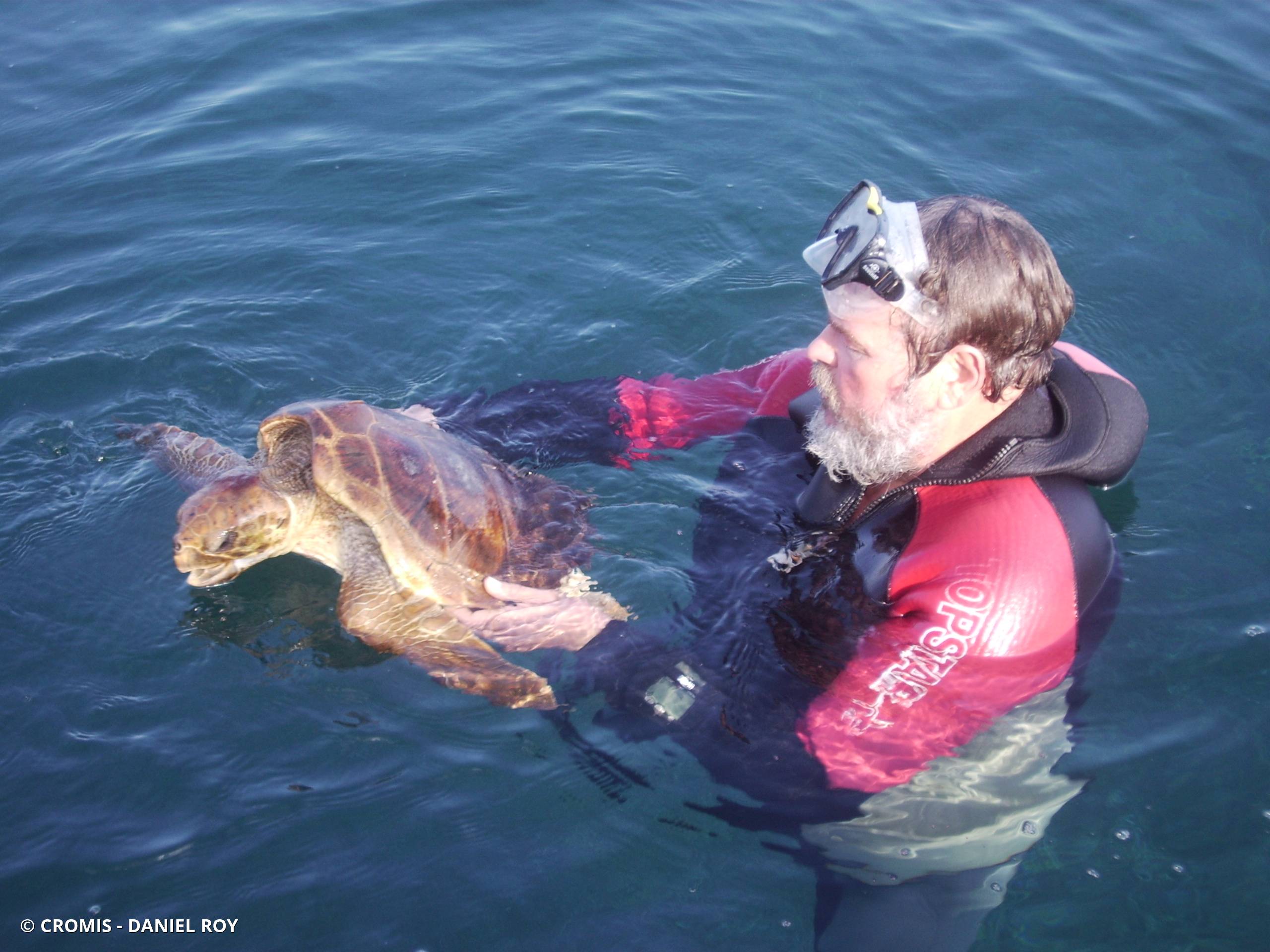 Tortue caouanne