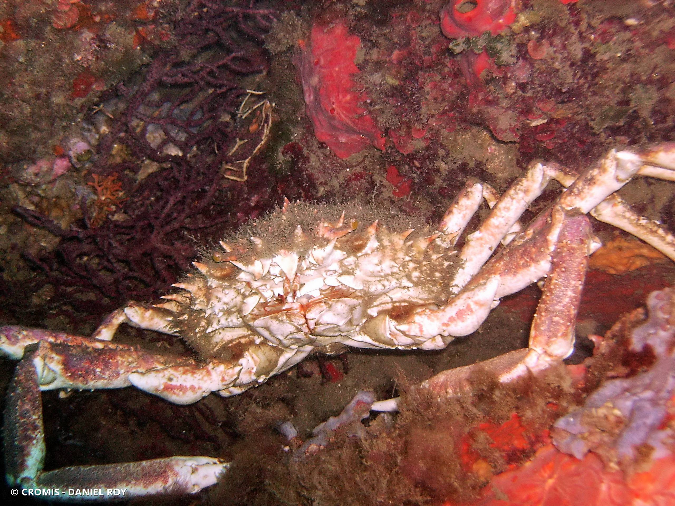 Grande araignée de Méditerranée